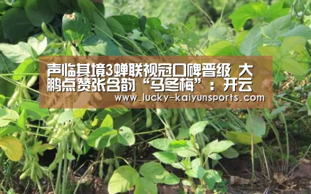 开云体育